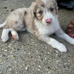 Bordoodle Puppies from Lunatic Kennel