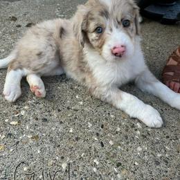 Bordoodle Puppies from Lunatic Kennel