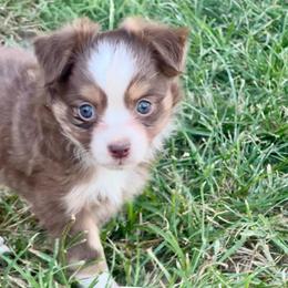 Dante - Red tri male Toy Australian Shepherd puppy in Miami, Oklahoma from HighEnd Aussies