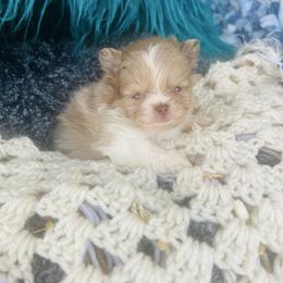 Churro - Chocolate merle male Pomeranian puppy in Buck Valley, Pennsylvania from Buck Valley Pomeranians