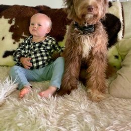 Aussiedoodle All Grown Up from Aspen Mountain Doodles LLC