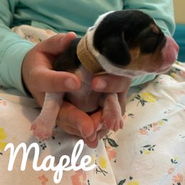 Maple - Black red and white Beagle puppy in Renton, Washington from Prancing Beagles