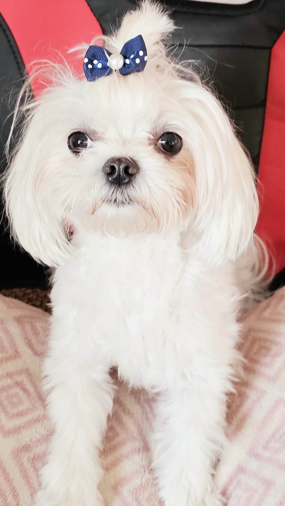 KIM - Maltese