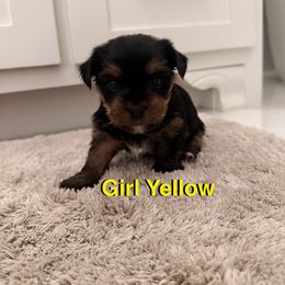 Yorkshire Terrier Puppies from April Hernandez