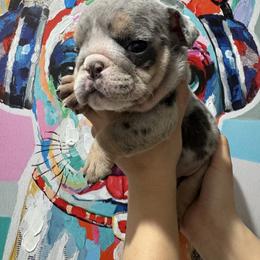Mac - Blue tri-color male Bulldog puppy in Las Vegas, Nevada from PupsByNikki