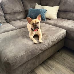 French Bulldog puppies from Falco’s Frenchies