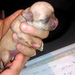 Chihuahua Puppies from Chilove Chihuahuas