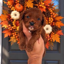 Theodore - Red male Cavapoo puppy in Salt Lake City, Utah from SunnySide Mini Doodles