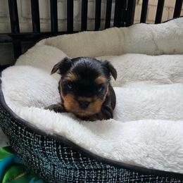 Starsky - Black and tan male Yorkshire Terrier puppy in Charleston, West Virginia from Chuck City Danes & Yorkies
