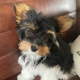 Biewer Terriers from Frantastic Biewers