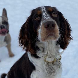 English Springer Spaniels from Ridgeview Springers