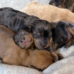 Dachshund Puppies from Breakfast Club Dachshunds