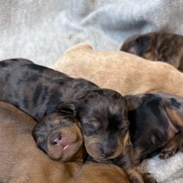 Dachshund Puppies from Breakfast Club Dachshunds