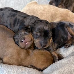 Dachshund Puppies from Breakfast Club Dachshunds