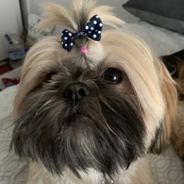 Hani - Shih Tzu