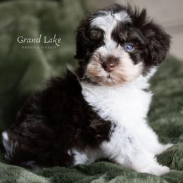 Baby Bear - Brown male Schnoodle puppy in Grove, Oklahoma from Grand Lake Poodles & Doodles