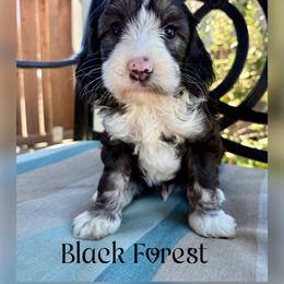 Black Forest - Black and chalk male Australian Labradoodle puppy in Sacramento, California from Delta Breeze Labradoodles