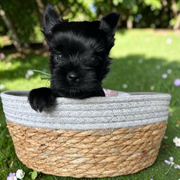 Triton - male Russian Salon Dog puppy in Kendallville, Indiana from Yorkies Kisses/Rusalka Siren Song