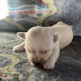 Cutlass - Gold - White female Coton de Tulear puppy in Rubicon, Wisconsin from Darryl's Cotons de Tulear
