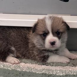 Boy 2 - White and red male Pembroke Welsh Corgi puppy in Tehachapi, California from Trotter Hill Farms