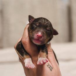 Timber AKC - Red tri-color male Australian Shepherd puppy in Polk City, Florida from Skaky Shepherds