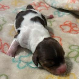 Jolene - Piebald female Dachshund puppy in Dobson, North Carolina from Oakleys Dachshund Haven