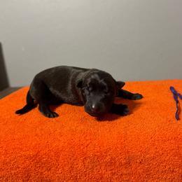 Padme (Purple) - Black sable female Belgian Malinois puppy in Buckeue, Arizona from Légende Vivante Du Chief Kennel