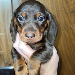 Alvin - Chocolate and tan male Dachshund puppy in Goldthwaite, Texas from Mini Mama Dachshunds