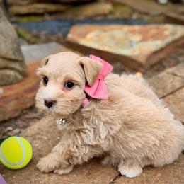Purple Collar Red Wheaten - Wheaten female Miniature Schnauzer puppy in Calhoun, Georgia from The BrickHouse Miniature Schnauzers