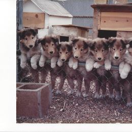 Collie Puppies from Maclen Collies