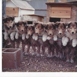 Collie Puppies from Maclen Collies
