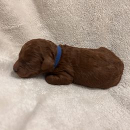 Blue collar - Red  male Goldendoodle puppy in North Carolina from Lynes of Doodles