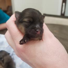 Percy - Orange sable male Pomeranian puppy in Saint Charles, Missouri from Bisous Pomeranians & Heartland Sh