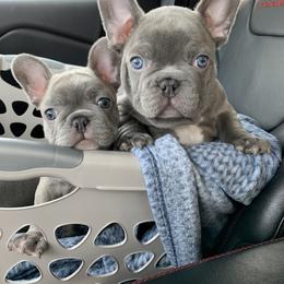 French Bulldog Puppies from KM French Bulldogs