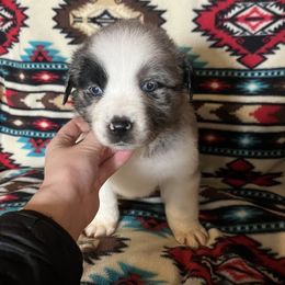Cinnamon - Blue merle male Australian Shepherd puppy in Cleveland, Tennessee from C&S Kennels