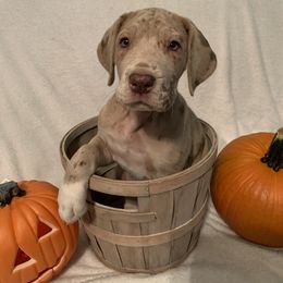 Great Dane Puppies from Guilty Pleasure Great Danes