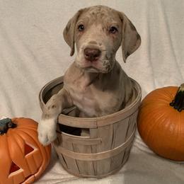 Great Dane Puppies from Guilty Pleasure Great Danes