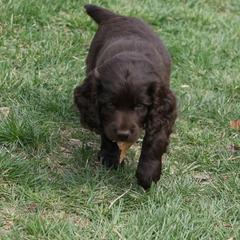 Boykin Spaniel Puppies from Bayhill Boykins
