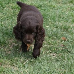 Boykin Spaniel Puppies from Bayhill Boykins