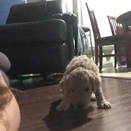 Goldendoodle Puppies from Da Ruba Doodles