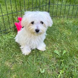 Purple Girl - White female Maltese puppy in Massachusetts from Happy Tail Yorkies and Maltese