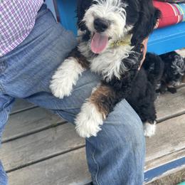 DAISY - Tri-color female Bernedoodle puppy in Cody, Wyoming from Yellowstone Breeders