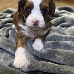 Girl 4 - Red tri-color female Aussiedoodle puppy in Hillsboro, Illinois from Perfect Paws Puppies