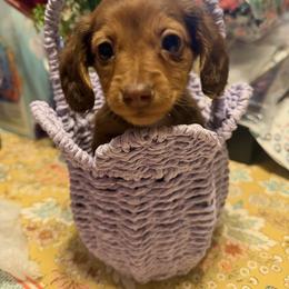 Maeve - Chocolate female Dachshund puppy in Bergen, New York from T. Rex Doxies & Friends