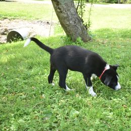 Border Collie Puppies from Porter’s Borders