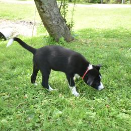 Border Collie Puppies from Porter’s Borders
