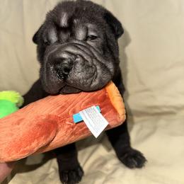 Sam - Black sable male Chinese Shar-Pei puppy in China, Michigan from Blackwitch Farms