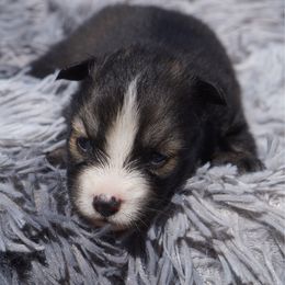 Hamburger - Black and white male Pomsky puppy in Krum, Texas from Paw-Some Pomskies
