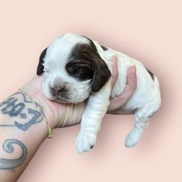Cocker Spaniel Puppies from Canyonside Cocker Spaniels