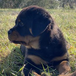 Border Collie and Rottweiler Puppies from KJB Kennels